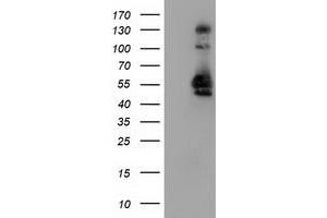 Image no. 4 for anti-Sorting Nexin 8 (SNX8) antibody (ABIN1501042) (SNX8 Antikörper)