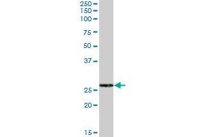FKBP7 MaxPab polyclonal antibody. (FKBP7 Antikörper  (AA 1-222))