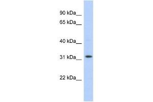 C1ORF131 antibody used at 1 ug/ml to detect target protein.