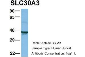 Host: Rabbit Target Name: SLC30A3 Sample Type: Jurkat Antibody Dilution: 1. (Slc30a3 Antikörper  (Middle Region))