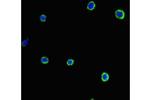 Immunofluorescent analysis of MCF-7 cells using ABIN7153920 at dilution of 1:100 and Alexa Fluor 488-congugated AffiniPure Goat Anti-Rabbit IgG(H+L) (SLC37A1 Antikörper  (AA 245-302))
