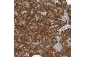 Immunohistochemical staining of human pancreas with SEL1L polyclonal antibody  shows strong cytoplasmic positivity in exocrine glandular cells at 1:10-1:20 dilution. (SEL1L Antikörper)