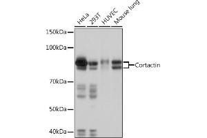 Western blot analysis of extracts of various cell lines, using Cortactin Rabbit mAb (ABIN7266511) at 1:1000 dilution. (Cortactin Antikörper)