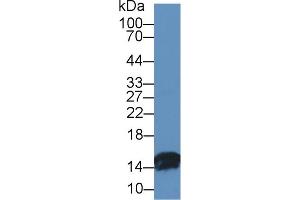 Western Blot; Sample: Bovine Small intestine lysate; Primary Ab: 1µg/ml Rabbit Anti-Bovine FABP2 Antibody Second Ab: 0. (FABP2 Antikörper  (AA 2-128))