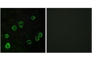 Immunofluorescence (IF) image for anti-Adenosine A2a Receptor (ADORA2A) (AA 321-370) antibody (ABIN2890802) (Adenosine A2a Receptor Antikörper  (AA 321-370))