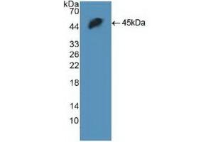 Detection of Recombinant H2AFX, Human using Polyclonal Antibody to H2A Histone Family, Member X (H2AFX) (H2AFX Antikörper  (AA 2-143))