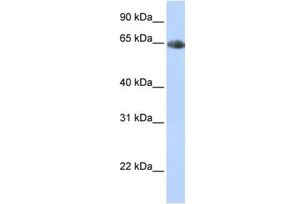 SLC6A2 Antikörper  (Middle Region)