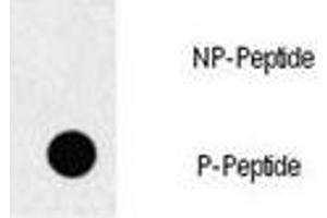 Dot blot analysis of p-EGFR antibody.