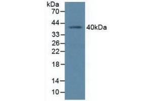 Western blot analysis of Human K562 Cells. (BMI1 Antikörper  (AA 152-289))
