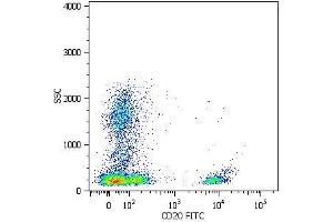 Surface staining of human peripheral blood cells with anti-human CD20 (LT20) FITC. (CD20 Antikörper  (APC))