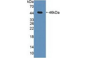 Detection of Recombinant MAPK13, Human using Polyclonal Antibody to Mitogen Activated Protein Kinase 13 (MAPK13) (MAPK13 Antikörper  (AA 1-365))