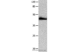 Western blot analysis of HT-29 cell  , using P2RY2 Polyclonal Antibody at dilution of 1:1250 (P2RY2 Antikörper)