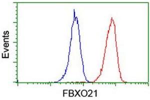 Image no. 4 for anti-F-Box Protein 21 (FBXO21) antibody (ABIN1498231) (FBXO21 Antikörper)