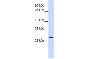 PRRG3 antibody used at 1 ug/ml to detect target protein.
