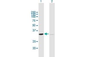 Western Blot analysis of SFXN1 expression in transfected 293T cell line by SFXN1 MaxPab polyclonal antibody. (SFXN1 Antikörper  (AA 1-322))