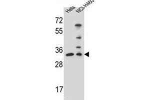 Western Blotting (WB) image for anti-Nth Endonuclease III-Like 1 (NTHL1) antibody (ABIN2996251) (Nth Endonuclease III-Like 1 (NTHL1) Antikörper)