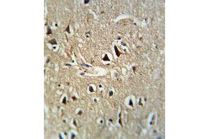 Formalin-fixed and paraffin-embedded human brain tissue reacted with PCSK2 Antibody (Center), which was peroxidase-conjugated to the secondary antibody, followed by DAB staining. (PCSK2 Antikörper  (AA 318-346))