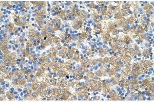 Immunohistochemical staining (Formalin-fixed paraffin-embedded sections) of human liver with MARVELD3 polyclonal antibody . (MARVELD3 Antikörper  (AA 219-268))