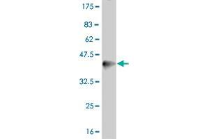 Western Blot detection against Immunogen (37. (PPARD Antikörper  (AA 56-165))