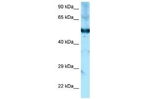 WB Suggested Anti-Shpk Antibody Titration: 1. (SHPK Antikörper  (C-Term))