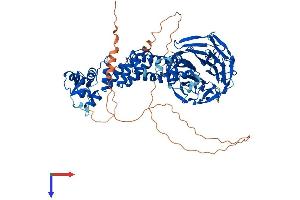 Kelch-Like 4 Protein (KLHL4) (AA 1-718) (His tag)