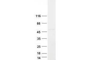 Western Blotting (WB) image for T-Cell Immunoglobulin and Mucin Domain Containing 4 (TIMD4) protein (Myc-DYKDDDDK Tag) (ABIN2733737)