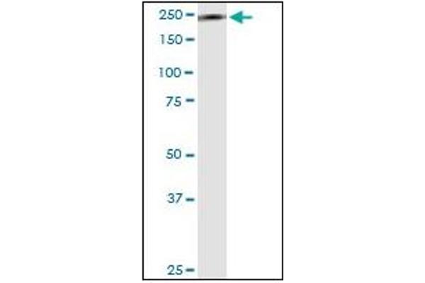 Myosin 9 Antikörper