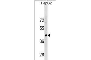 LRRC19 Antibody (C-term) (ABIN1881509 and ABIN2838841) western blot analysis in HepG2 cell line lysates (35 μg/lane).