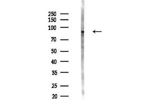 Western blot analysis of lysates from Mouse testis, using FGA Antibody at 1/1000 dilution.