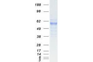 Validation with Western Blot (PIAS4 Protein (Myc-DYKDDDDK Tag))