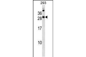 Western blot analysis in 293 cell line lysates (35ug/lane). (RAP2C Antikörper  (N-Term))