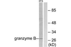 Western blot analysis of extracts from NIH-3T3 cells, using Granzyme B Antibody. (GZMB Antikörper  (AA 10-59))