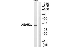 Western blot analysis of extracts from COS7 cells, using ASAH3L antibody. (ACER2 Antikörper  (Internal Region))