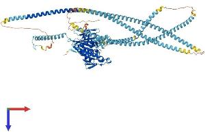 KIF5C Protein (AA 1-956) (His tag)