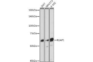 Western blot analysis of extracts of various cell lines, using RG antibody (ABIN7269819) at 1:1000 dilution. (RACGAP1 Antikörper)