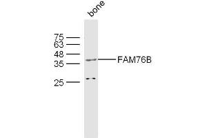 Mouse bone lysates probed with FAM76B Polyclonal Antibody, unconjugated  at 1:300 overnight at 4°C followed by a conjugated secondary antibody at 1:10000 for 60 minutes at 37°C.