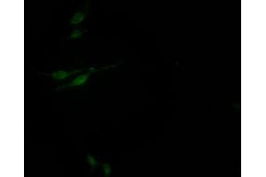 Immunofluorescence staining of HepG2 Cells with ABIN7127630 at 1:50, counter-stained with DAPI. (Rekombinanter SIN3A Antikörper)