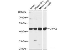 Western blot analysis of extracts of various cell lines using UBAC1 Polyclonal Antibody at dilution of 1:3000. (UBAC1 Antikörper)