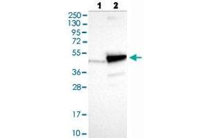 Western blot analysis of Lane 1: Negative control (vector only transfected HEK293T lysate), Lane 2: Over-expression lysate (Co-expressed with a C-terminal myc-DDK tag (~3. (PNMA2 Antikörper  (AA 58-206))