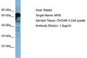 Host: Rabbit Target Name: MYB Sample Type: OVCAR-3 Whole Cell lysates Antibody Dilution: 1. (MYB Antikörper  (C-Term))