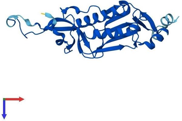 RPL10L Protein (AA 1-214) (His tag)
