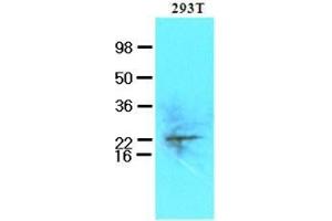 Cell lysates of 293T (50 ug) were resolved by SDS-PAGE, transferred to nitrocellulose membrane and probed with anti-human UBE2S (1:250).