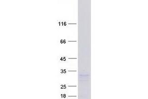 Western Blotting (WB) image for Intercellular Adhesion Molecule 4 (ICAM4) (Transcript Variant 3) protein (Myc-DYKDDDDK Tag) (ABIN2713529)