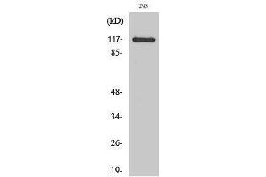 Western Blotting (WB) image for anti-Calcium Channel, Voltage-Dependent, alpha 2/delta Subunit 4 (CACNA2D4) (Internal Region) antibody (ABIN3174124) (CACNA2D4 Antikörper  (Internal Region))