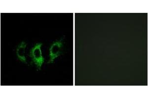 Immunofluorescence (IF) image for anti-G Elongation Factor, Mitochondrial 2 (GFM2) (AA 441-490) antibody (ABIN2890299) (GFM2 Antikörper  (AA 441-490))