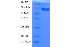 SDS-PAGE (SDS) image for Apolipoprotein A-V (APOA5) (AA 27-367) protein (GST tag) (ABIN5709061)