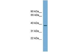 WB Suggested Anti-B230358A15Rik Antibody Titration: 0. (HSF3 Antikörper  (Middle Region))