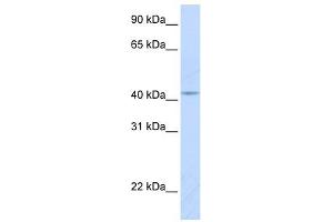 COX10 antibody used at 1 ug/ml to detect target protein. (COX10 Antikörper  (Middle Region))