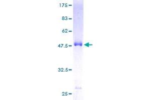 MREG Protein (AA 1-214) (GST tag)