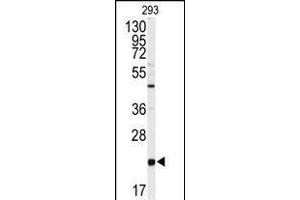 Western blot analysis of anti-PBP Antibody (Center) Antibody (Center) (ABIN392675 and ABIN2842168) in 293 cell line lysates (35 μg/lane). (PEBP1 Antikörper  (AA 137-167))